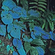 Image result for Begonia princeae