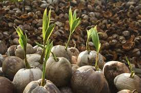 All You Need To Grow A Coconut Cocos Nucifera From Seed Are Heat Humidity And A Fresh Ripe Coconut Coconut Palm Tree Garden Companion Planting Growing Food