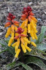 Image result for Queenslandiella