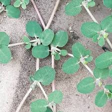 Image result for Euphorbia serpens