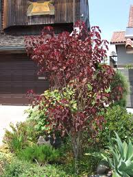 Image result for Euphorbia cotinifolia