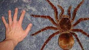 Now that we have gone over the viral story, how about some hard facts? Top 10 Largest Spiders In The World Including The Camel Spider