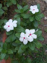 Pin On Flowers