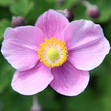 Japanese Anemone Rhs Orchid Flower Anemone Japanese Anemone