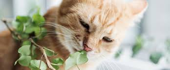 Da kannst du nur der natur ihren lauf lassen. Was Katzen Nicht Essen Durfen 15 Tipps Fur Dich Und Deine Katze