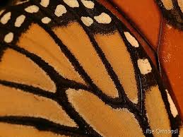 Monarch Butterfly Wing Close Up Butterfly Wings Monarch Butterfly Insect Wings