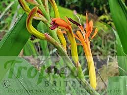 Image result for Maranthes floribunda