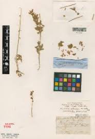 Image result for Crotalaria anthyllopsis