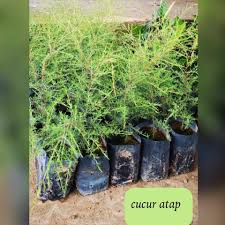 Kulit batang berwarna kelabu, berkeadaan merekah dan berlurah. Pokok Cucur Atap Corong Atap Kebun Kecil Tepi Rumah Facebook