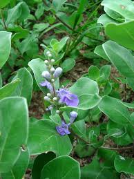 Image result for Vitex obovata