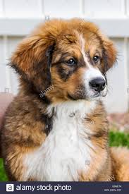 Puppyfinder.com is your source for finding an ideal bernese mountain dog puppy for sale in pennsylvania, usa area. Pyrenees And Bernese Mountain Dog Mix Cheap Buy Online