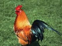 Image result
