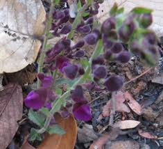 Image result for Scutellaria schweinfurthii