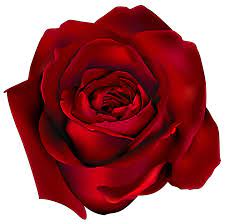 Pin Di Jaihwang Su Kliparty Png 1 Rosa Rossa Disegni Di Rose Rose Rosse