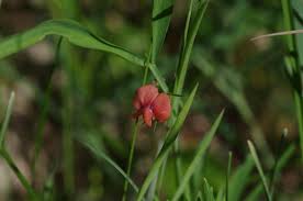 Image result for Lathyrus sphaericus