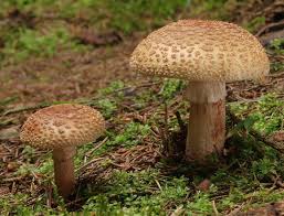 Sichere verpackung!.champignons lassen sich im haus oder im garten anbauen. Pilzarten Teil 2 Die Lamellenpilze