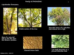 Image result for Liquidambar formosana