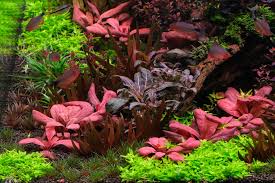 Image result for Elatine triandra