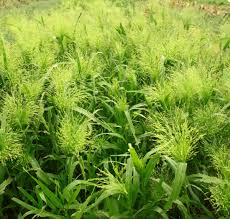Image result for Panicum eickii