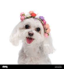 Bichon puppy hi-res stock photography and images