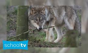 Wolf, art, fantasy art, eyes, wild animal. Jeugdbieb