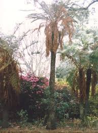 Image result for Cyathea dregei