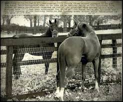 Secretariat At Claiborne Round Table Facing Us And Wearing Muzzle Horses Thoroughbred Horse Racing Beautiful Horses