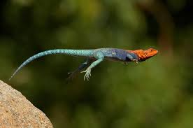 Leaping Lizard Global Gallery Lizard Photographic Print