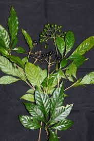 Image result for Pavetta sp. F