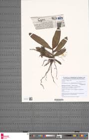 Image result for Rhipidoglossum rutilum