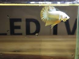 Yang membedakan antara cupang dragon dengan cupang biasa adalah sisik yang mengkilat dan terlihat. Ikan Cupang Plakat Yellow Dragon Snow Betta Jabodetabek Facebook