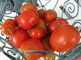 Is there a difference between these two words or is it just cultural? Tomato Scotia Bush 60 Days The Seed Company By E W Gaze