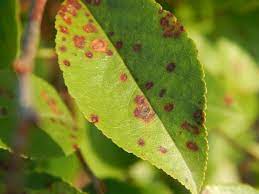When zinc deficiency is the cause discoloring occurs between distinctly greener veins. Cherry Leaf Spot Umn Extension