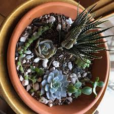 8 rare succulents worth exploring today. Bringing The Green Into 2021 With Succulents The Kansas City Star