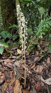 Image result for Epipogium roseum