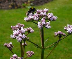 Image result for Valeriana