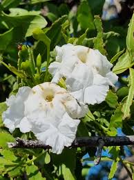 Image result for Dolichandrone alba