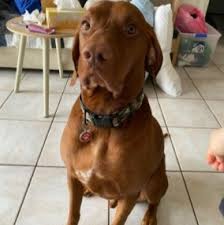 The vizsla is affectionate and intelligent. 5 Best Vizsla Breeders In California 2021 We Love Doodles