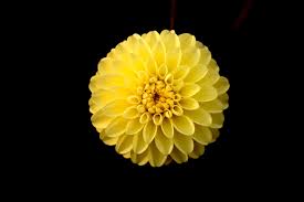 Dahlia Flower Flowers Garden Nature Single Flower Yellow Yellow Flower 2k Wallpaper Hdwallpaper D Single Flower Yellow Flower Wallpaper Flower Images
