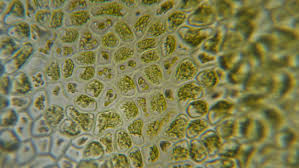This means a cell does various tasks that it was designed to accomplish. Chloroplast Under A Microscope Chloroplasts Stock Footage Video 100 Royalty Free 1028546702 Shutterstock