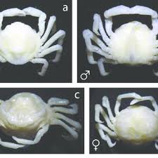 We carry large dog beds and small dog beds to fit any size breed. Pdf The Ecological Significance Of Giant Clams In Coral Reef Ecosystems
