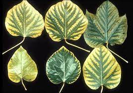 Plant Nutrients Explained Everything You Ever Need To Know Plant Nutrients Plants Organic Gardening Soil