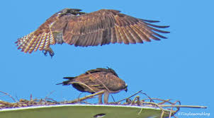 Together they had one daughter named fantine. European Starling Tiny Lessons Blog