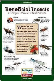 Hire the best pest control services in dayton, oh on homeadvisor. 23 Pest Infographics Ideas Pests Pest Control Stink Bugs