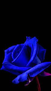 Free Wallpapers Backgrounds For Phones With Fwvga Display Resolution 480 X 854 Pixels 16 9 Rat Free Phone Wallpaper Backgrounds Phone Wallpapers Wallpaper