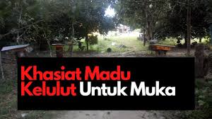 30 manfaat madu, madu lebah atau madu kelulut | dr. Khasiat Madu Kelulut Untuk Kulit Muka Youtube