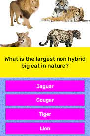 Roundworms are the most common type of cat parasite. What Is The Largest Non Hybrid Big Trivia Answers Quizzclub