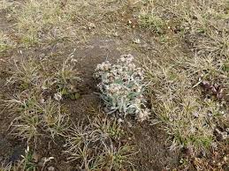 Image result for Gnaphalium unionis