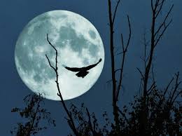 Light My Way Bird Flight Moon Night Silhouette Tree 274885 274885 Moon Good Night Moon Full Moon