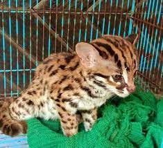 Tentu saja kita wajib mengetahui tentang kucing hutan terlebih dahulu. Harga Kucing Hutan Jenis Dan Cara Merawatnya Lengkap